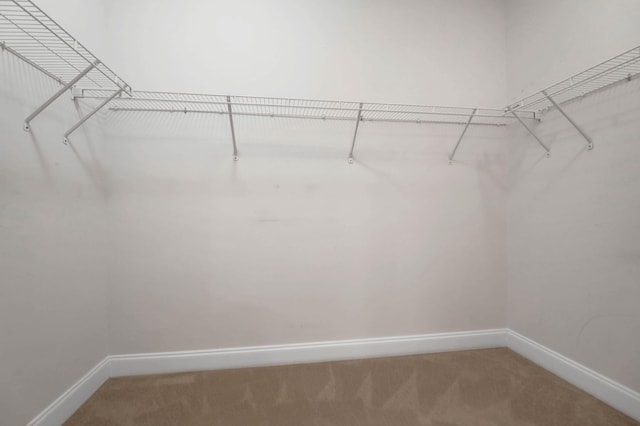 walk in closet featuring carpet flooring