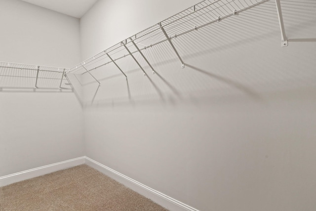 spacious closet featuring carpet floors