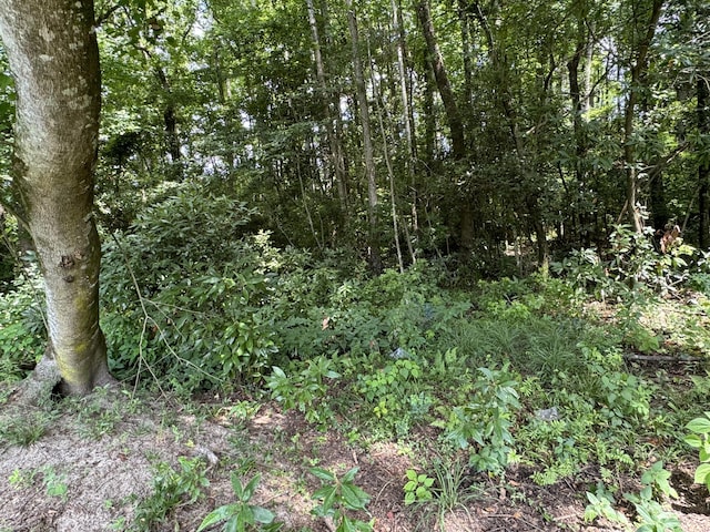 view of nature featuring a forest view