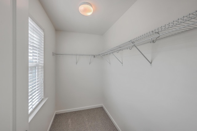 walk in closet with carpet flooring