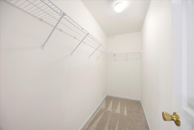 walk in closet with light carpet