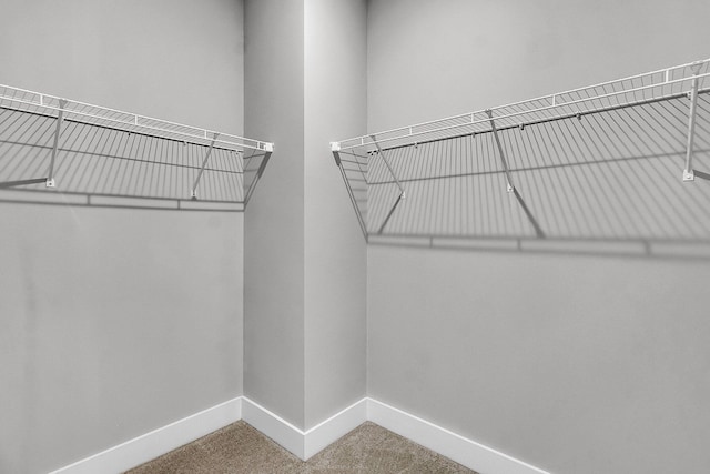 walk in closet featuring carpet floors