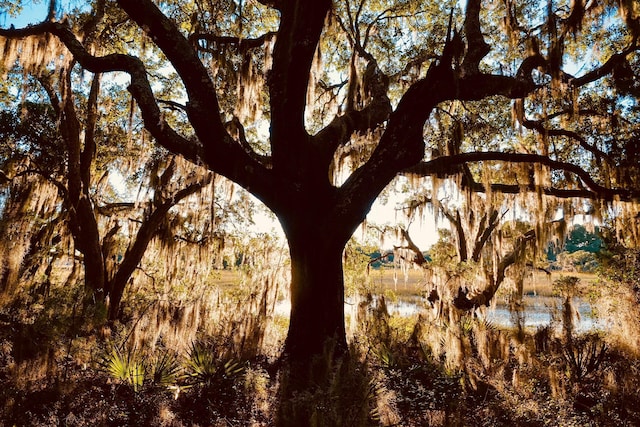 6079 Josie Ridge Rd, Wadmalaw Island, SC 29487