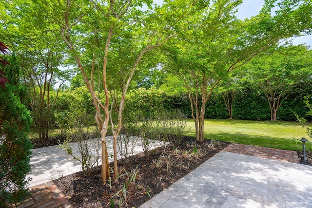 view of yard featuring a patio