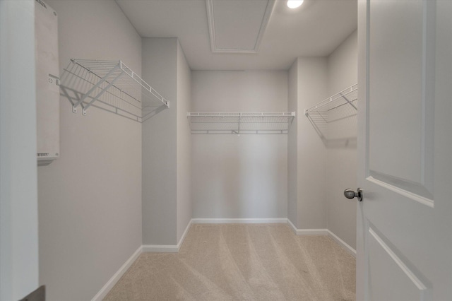 walk in closet featuring carpet floors