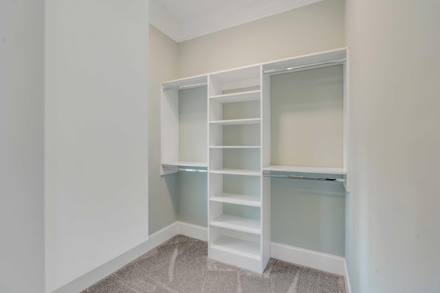 spacious closet featuring carpet flooring