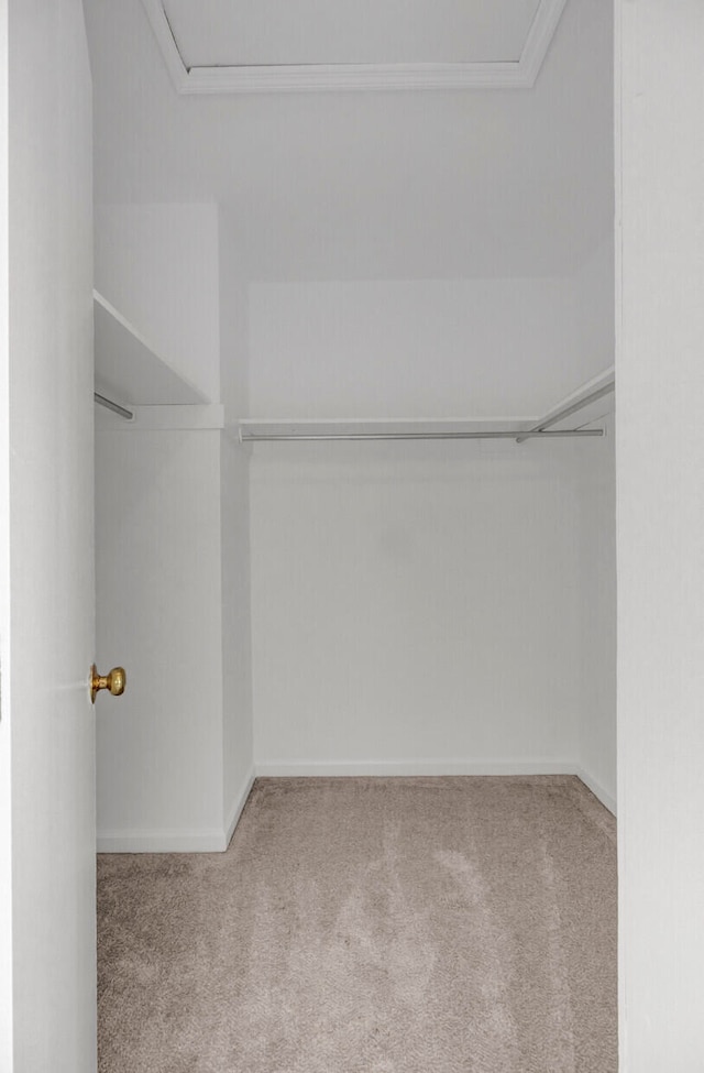 walk in closet with light carpet