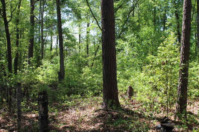2411 Drain Rd, Smoaks, SC 29481