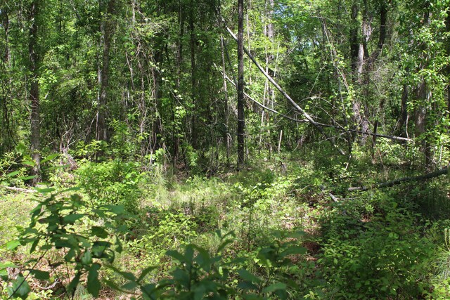 2411 Drain Rd, Smoaks, SC 29481