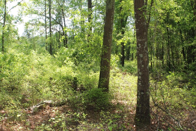 2411 Drain Rd, Smoaks, SC 29481