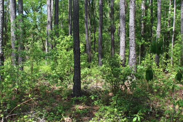 2411 Drain Rd, Smoaks, SC 29481