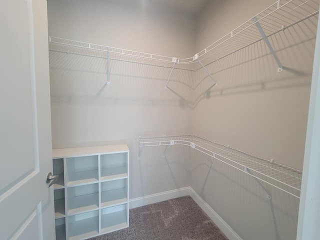 spacious closet featuring carpet