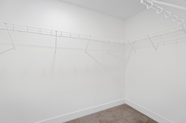 spacious closet with carpet