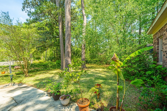 view of yard featuring a patio