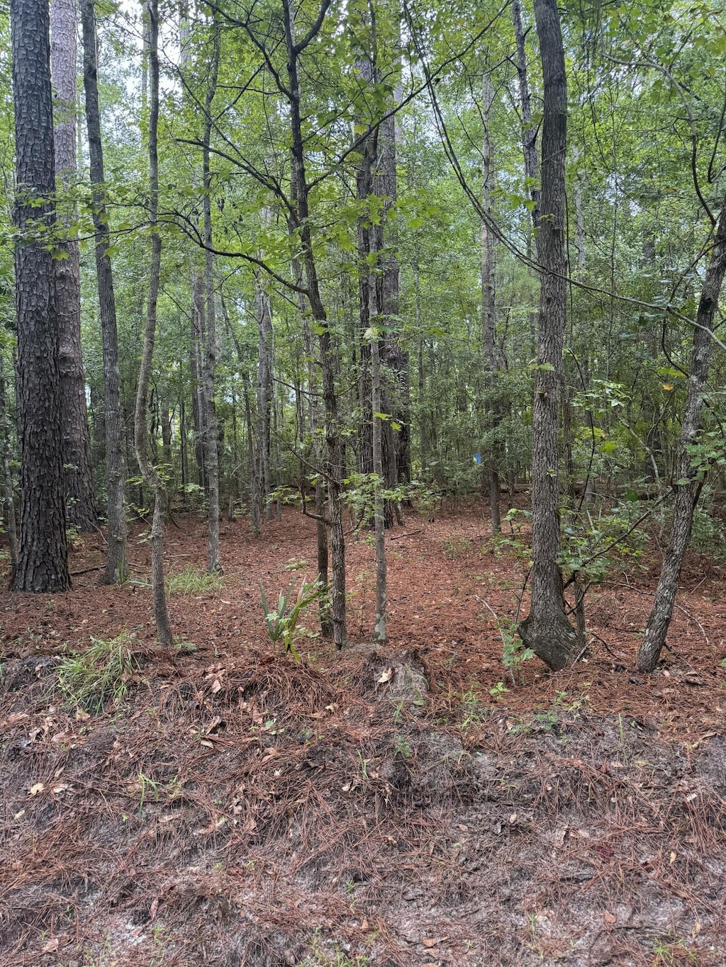 00 Charles St, Varnville, SC 29944
