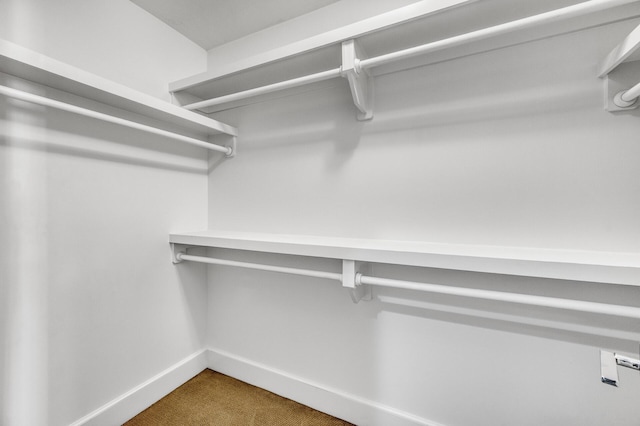 walk in closet featuring carpet flooring