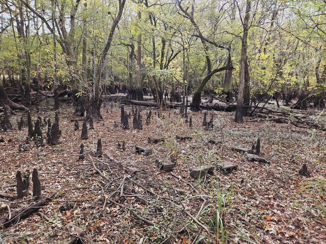 3695 Cannon Rd, Round O, SC 29474 - view of nature with a wooded view