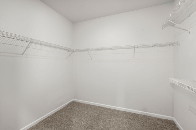 spacious closet with carpet floors