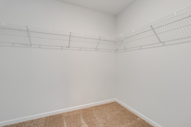 1816 Casein St, Summerville, SC 29483 - walk in closet with carpet flooring