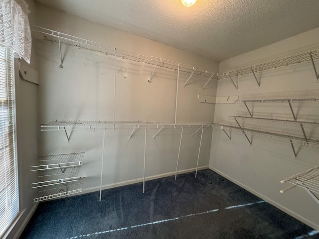 spacious closet featuring carpet