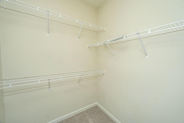 spacious closet featuring carpet