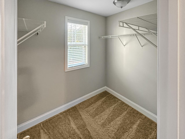 spacious closet featuring carpet floors