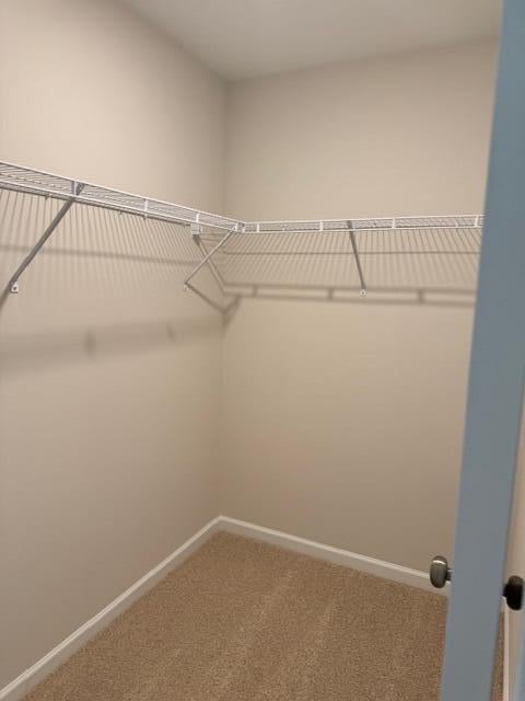 walk in closet featuring carpet flooring