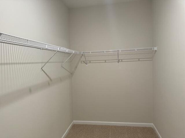 walk in closet featuring carpet floors