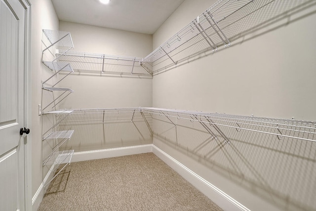 walk in closet with carpet floors