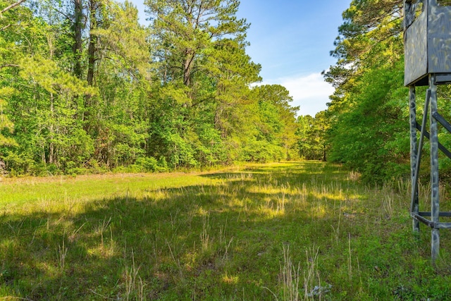 view of local wilderness