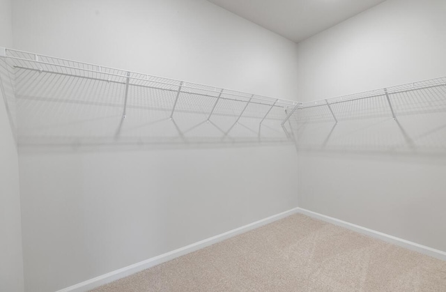 spacious closet featuring carpet