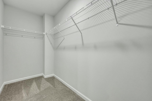 walk in closet with carpet flooring