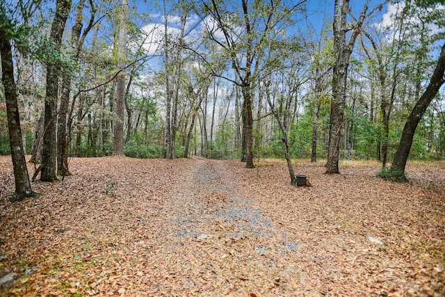 view of local wilderness