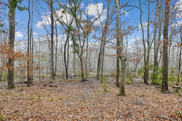 view of local wilderness