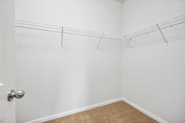 spacious closet featuring carpet floors