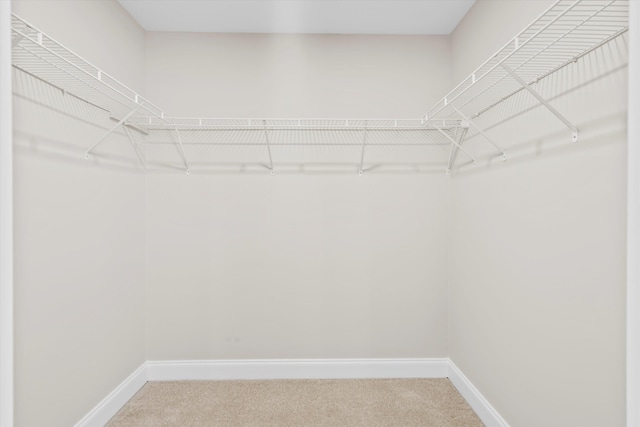 spacious closet featuring carpet floors