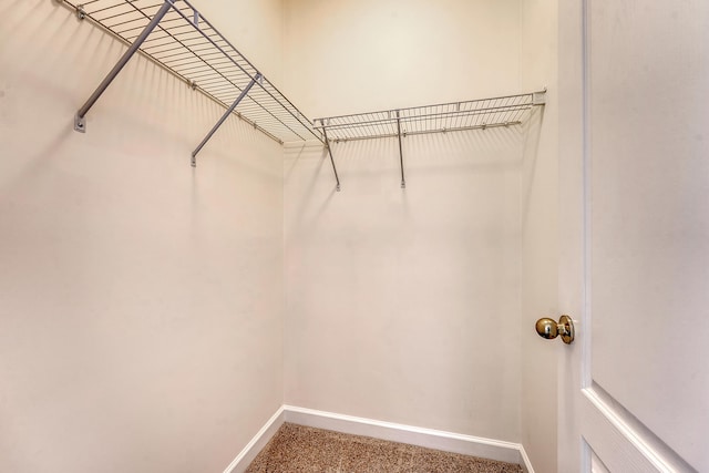 walk in closet featuring carpet floors