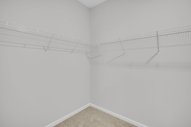 walk in closet with carpet flooring