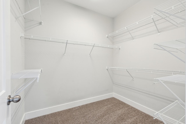 spacious closet featuring carpet floors