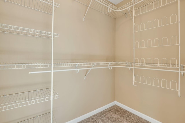 walk in closet with carpet floors