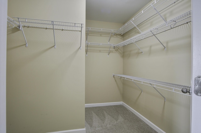 walk in closet featuring carpet