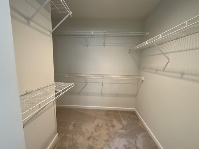 walk in closet with carpet flooring