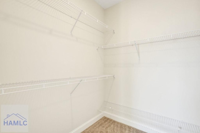 spacious closet featuring carpet