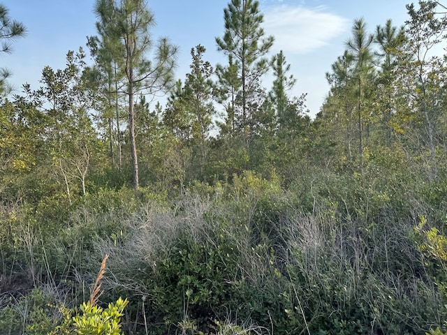 1139 Henry Walcott Rd, Ludowici, GA 31316 - photo 4