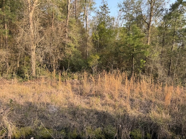 1139 Henry Walcott Rd, Ludowici, GA 31316 - photo 10