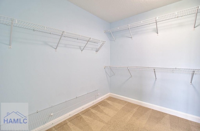 spacious closet featuring carpet floors