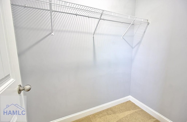 walk in closet with carpet floors