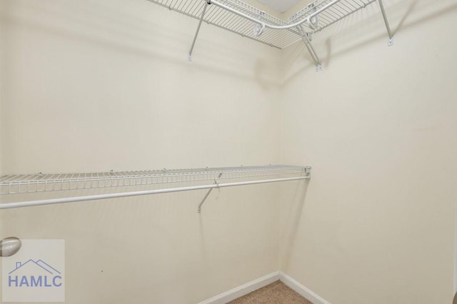 spacious closet featuring carpet flooring