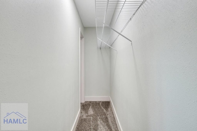 spacious closet featuring carpet