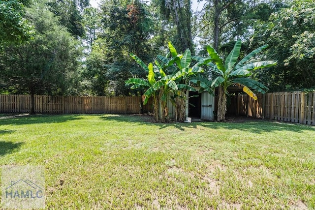 view of yard featuring a shed